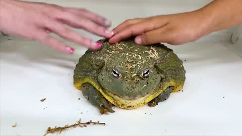 Alex and Eric Gets New Pet Animals _ Learn About Wild Animal Reptiles