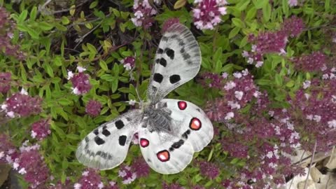 10 beautiful butterflies and usual butterflies video
