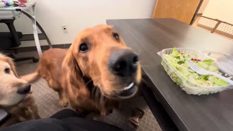 Golden Retriever Tries To Eat My Salad