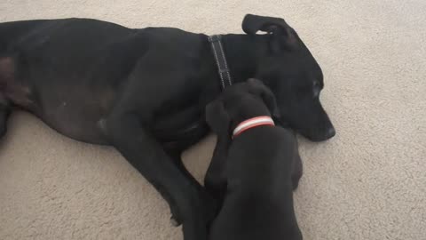 Couple of Great Danes Playing