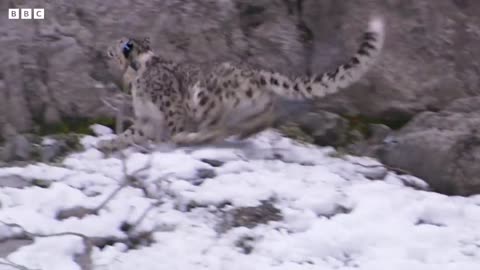 Incredible Snow Leopard Hunting Technique | Snow Leopard: Beyond the Myth |