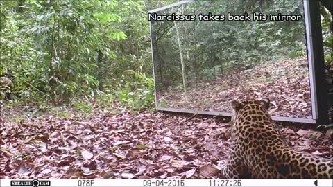 Gabon' Jungle: An Elephants Family Refuses To Share A Big Mirror With A Leopard (Short Version)