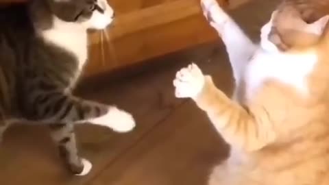 Funy cats and laugh