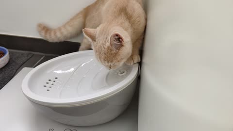 young cat drinking some water from a fountain (slowmotion)