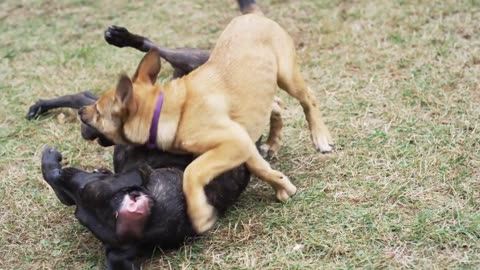 Keeping the Peace: How to Break Up a Dog Fight Like a Pro