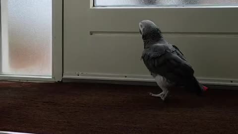 Parrot welcomes daddy at the front door