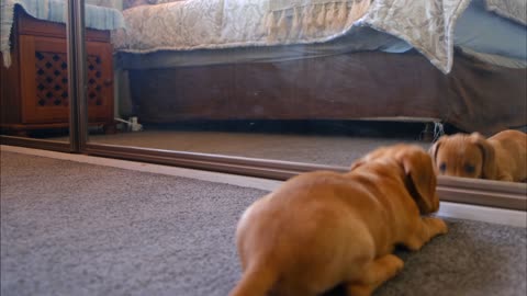 A funny dog fights with his reflection