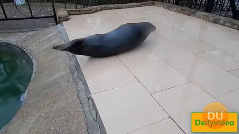 Adorable Seal Having Fun Out of Pool