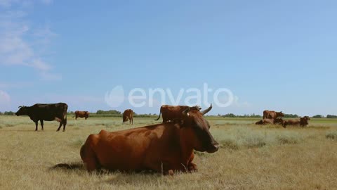 Funny Brown Cow Chewing Animal