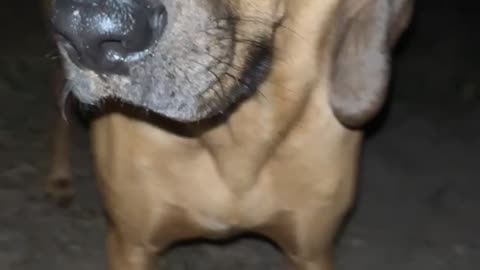 Curious Doggo Catches a Locust