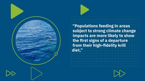 Humpback Whales in Hot Water: The Fight for Food in a Warming World