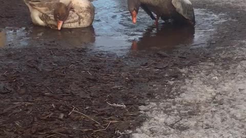 Bert, My special needs goose, and Wheezy take bath in a mud puddle