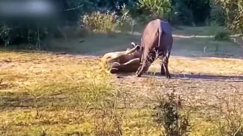 Injured Lion Fights Wild Buffalo,The Hunter Fails Before The Ferocious Prey part2