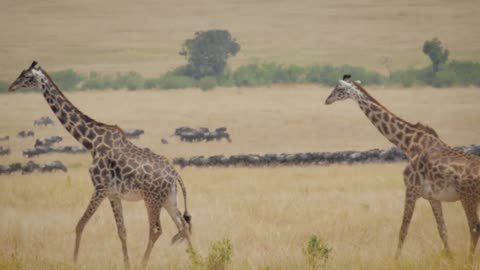 Wildlife of Maasai Mara