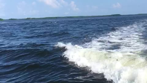 Wake Surfing Dolphins