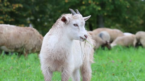 Baby Sheep