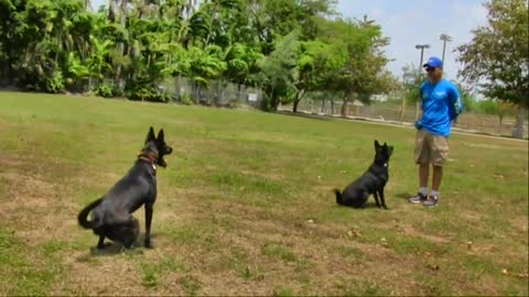 How to learn 🐕 dog training 😊