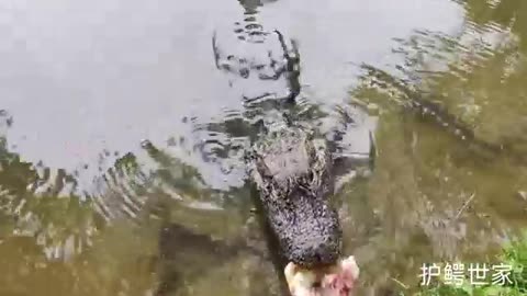 crocodile foraging