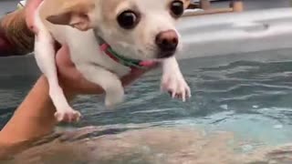 Chill Chihuahua Swims Above Hot Tub