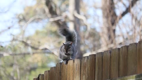 Cute Squirrel in a Fence