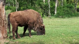 Bison Grazing