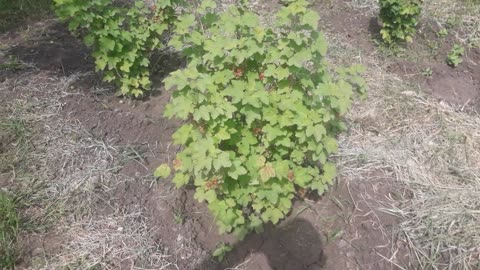 The currants will ripen soon