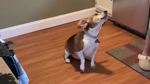 Patience is not a virtue for Beagles