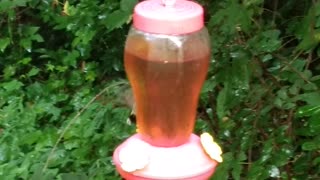 Hummingbird Feeder