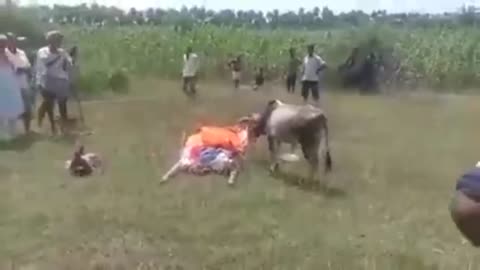 Cow is man love man is dad