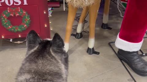 Husky Gets Upset Store Reindeer Won't Play
