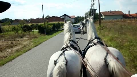 Two men sitting on horse drawn carriage on road