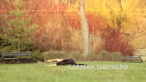 Extreme Trained & Disciplined German Shepherd Dogs