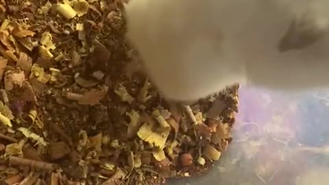 Cute Hamster