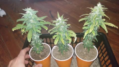 16oz Beer Cup Challenge : Day 70 From Seed - (Week 10) Stunted Plants, Deficiencies, & Light Stress