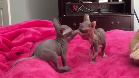 Sphinx Kittens Engage In Precious Playtime