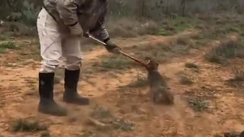 Rescue and release a Bobcat from a metal trap