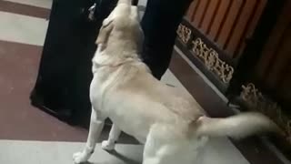 Labrador welcoming Hooman after vacation