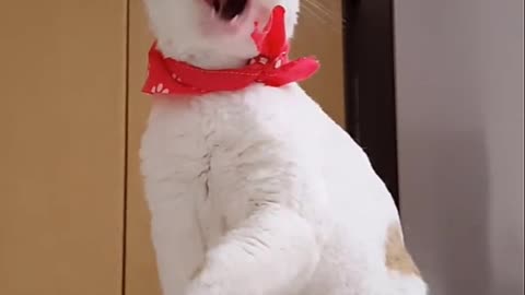 funny cat licking his leg with fuuny sound 😆😆😆