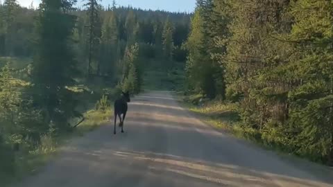 Moose running down road