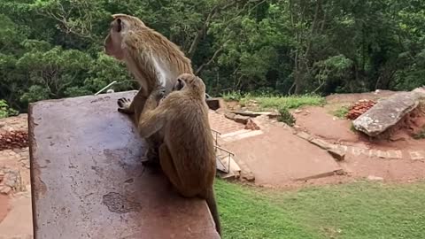 Best Monkey Moments video