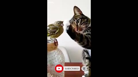 Funny cat and bird video