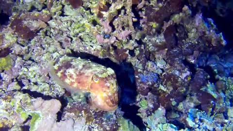 Scuba diver captures incredible footage of strange animal devouring prey nice