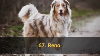 TOP 100 best dog male names.