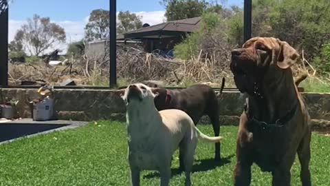 brown dog in kiddie pool reaches up to grab water from sprinklers