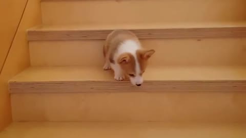Corgi puppy learns how to master the stairs