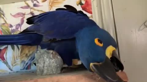 Talking Hyacinth macaw parrot 🐦🐦🐦