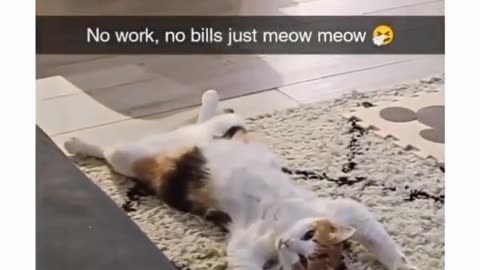 Funny Cat, No Work , No Bills