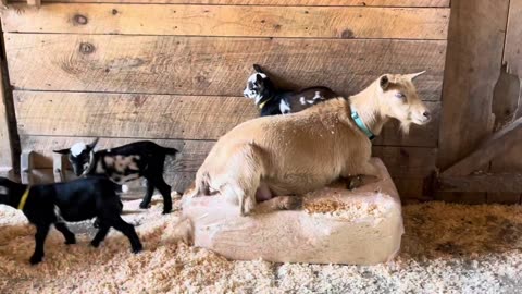 Baby Goats Gone Wild (with slow motion interlude!)