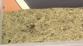 Sand spider displays amazing camouflage technique