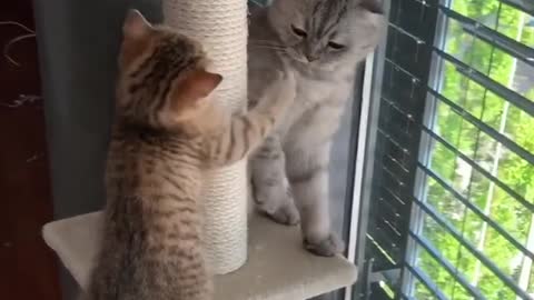 This kitten tries so hard to get bigger cat to play